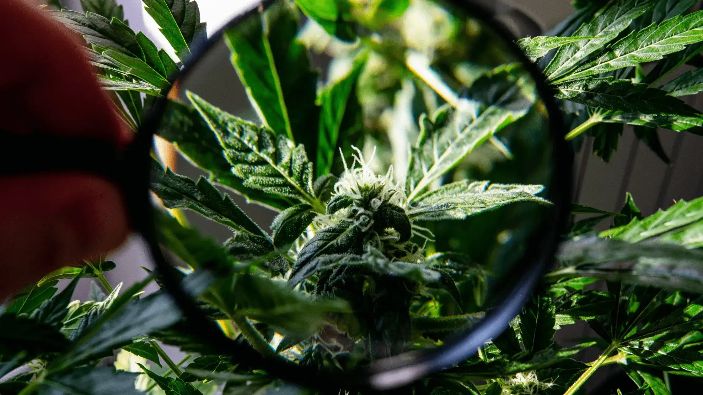 What is CBG?: Exploring the Benefits and Applications of Cannabigerol