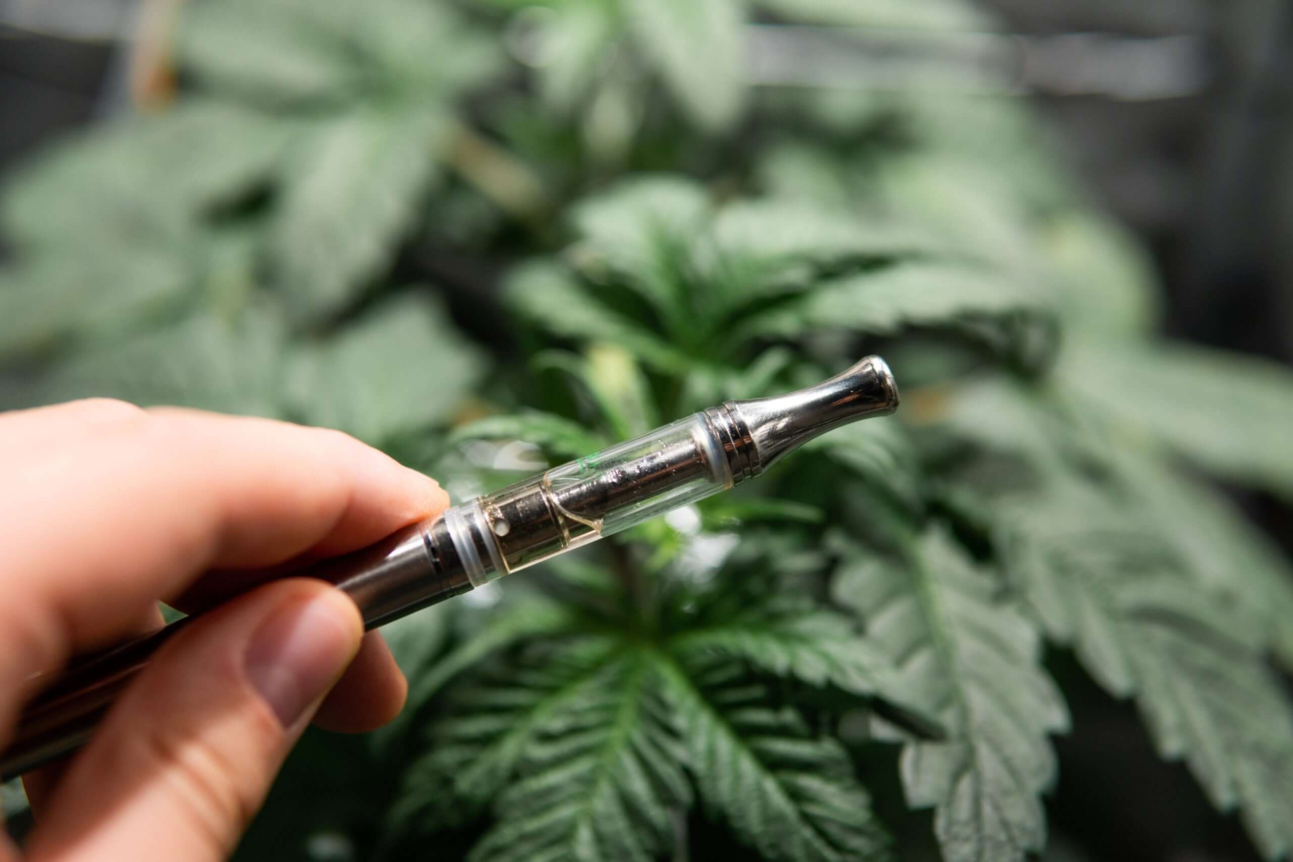 What are residual solvents? tcheck thc cbd potency tester