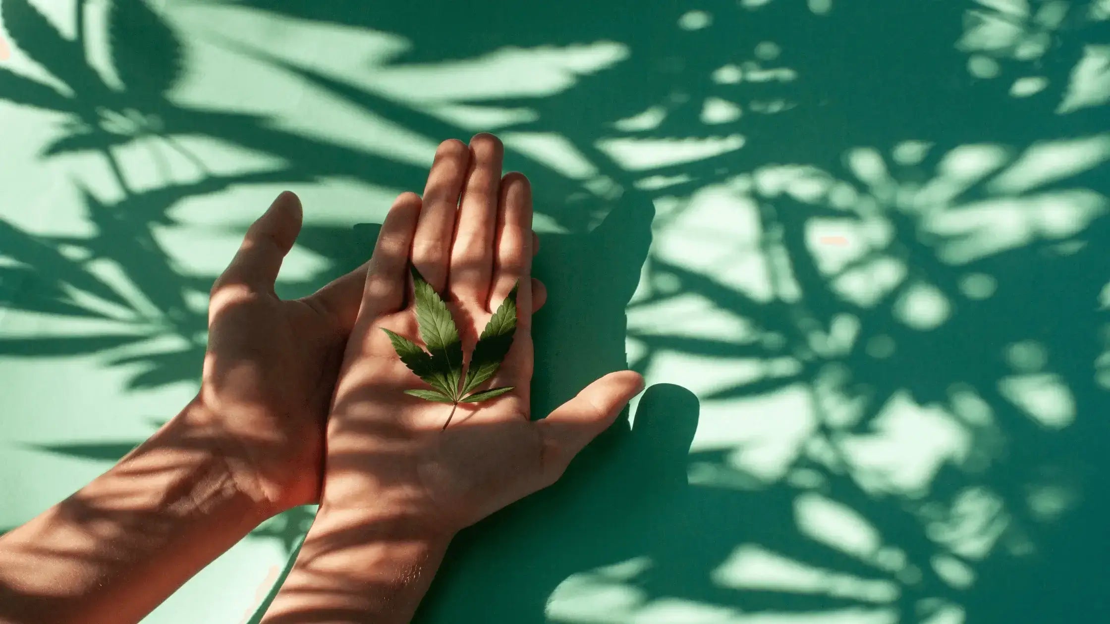 Beginner's Guide to Cannabis Cultivation: Tips & Tricks for Aspiring Weed Gardeners