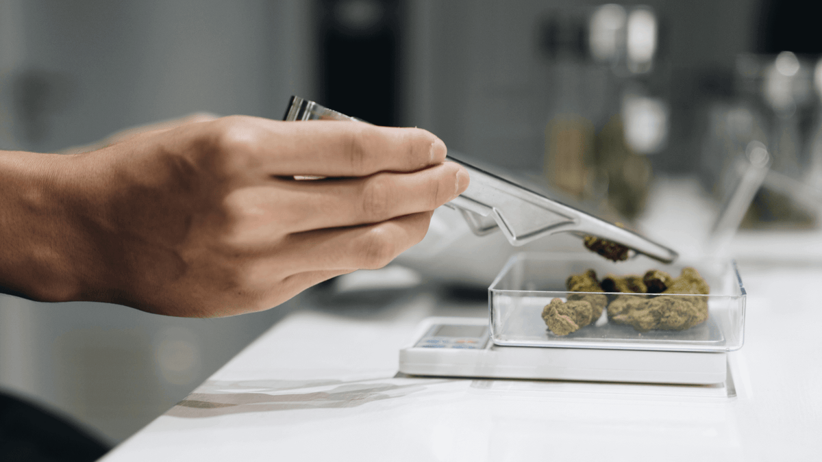 Tweezers placing cannabis flower into a clear tray on a white counter