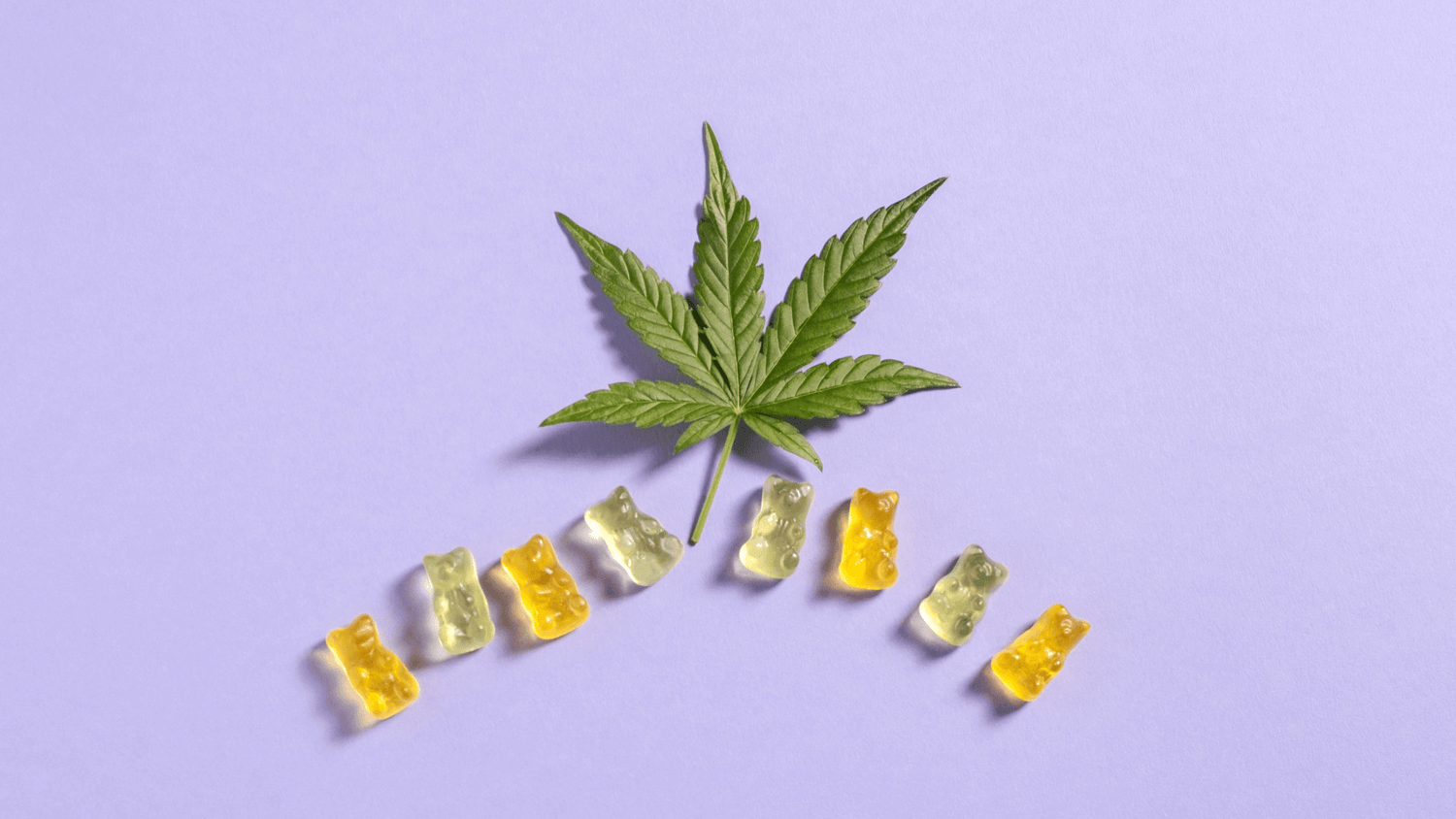 A THC plant and DIY cannabis infused gummy bears