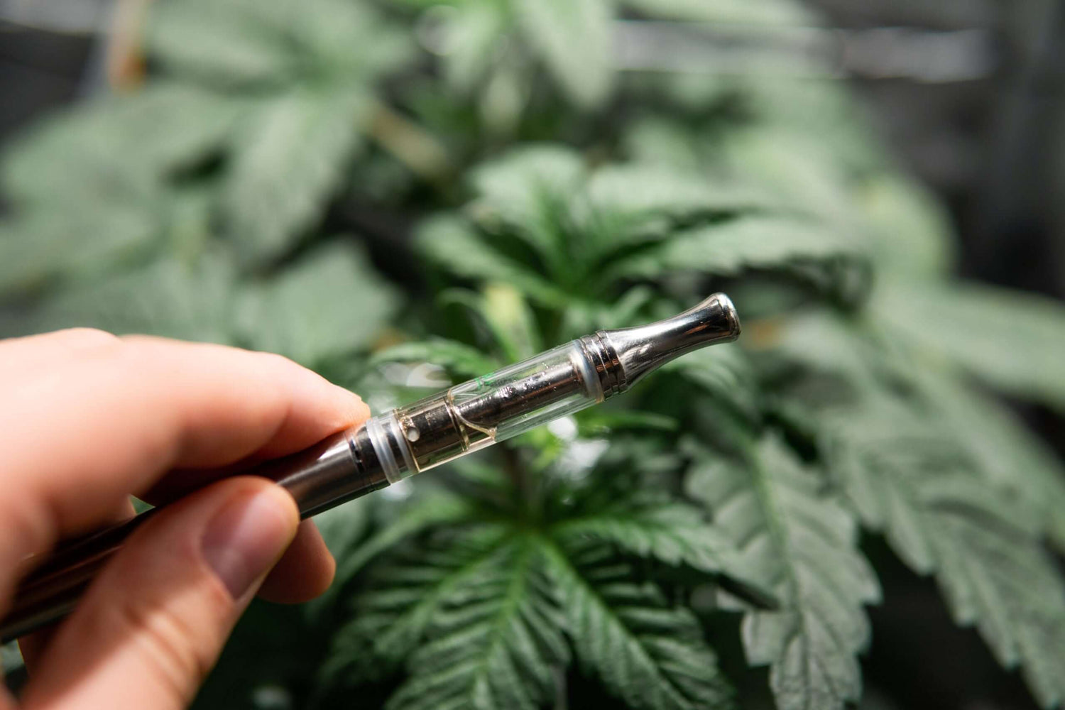 What are residual solvents? tcheck thc cbd potency tester