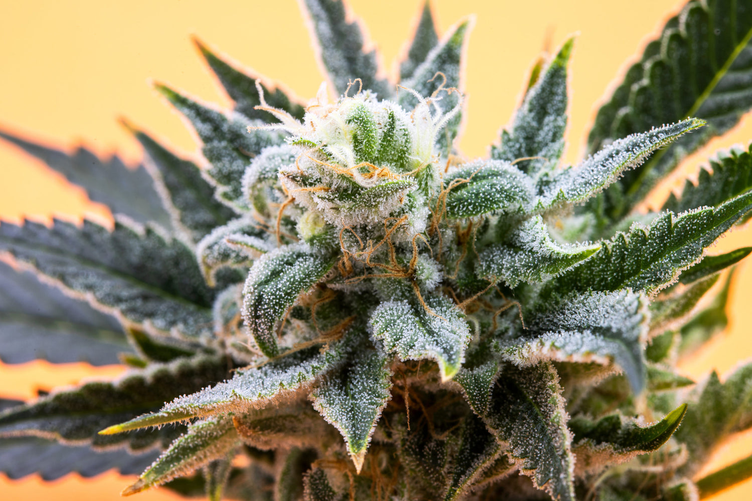How do cannabis terpenes work?