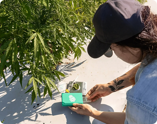 How to test cannabis flower potency at home with the tCheck 3 device