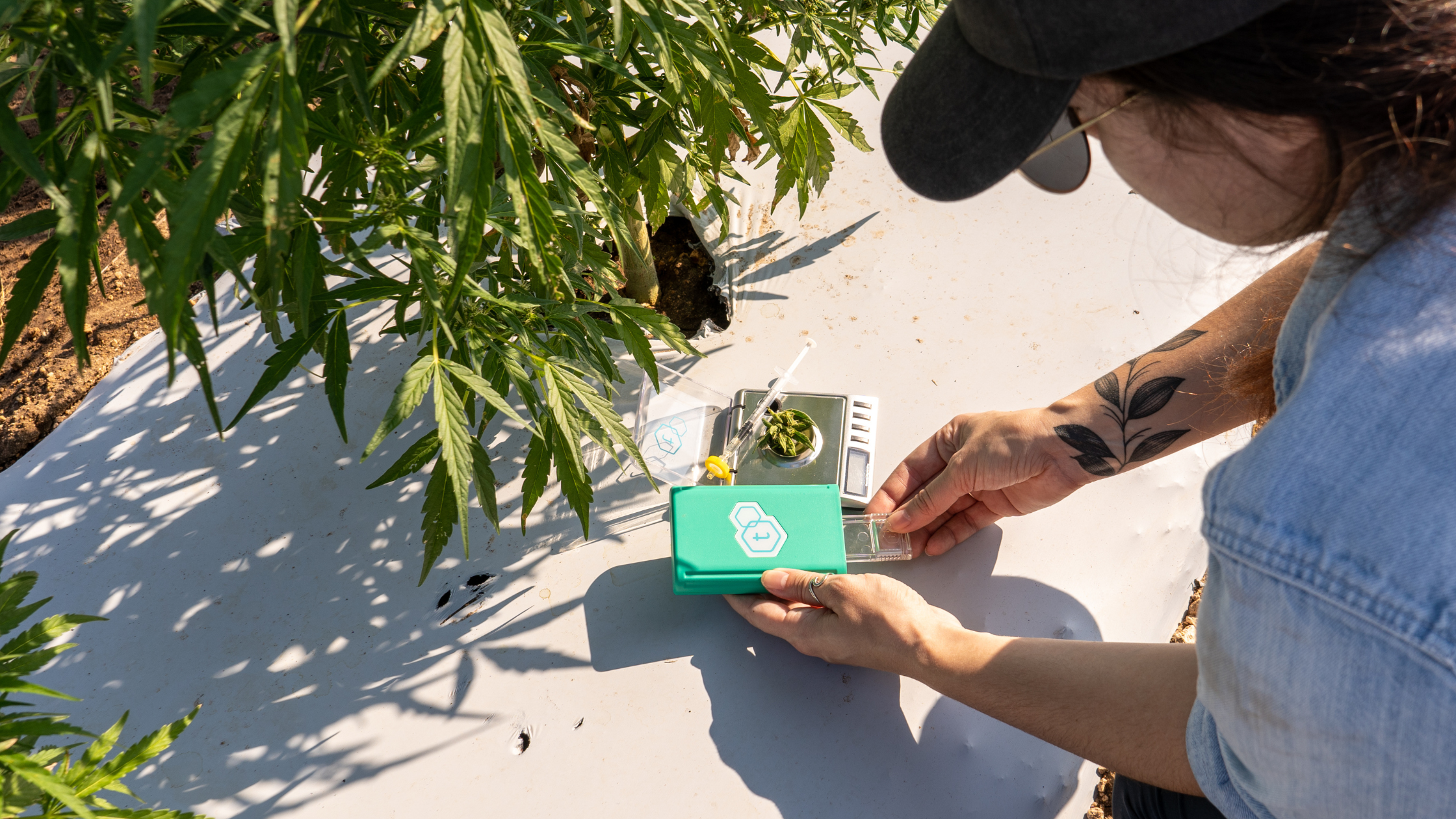 how strong is your cannabis woman testing outdoor cannabis with tcheck thc and cbd potency tester