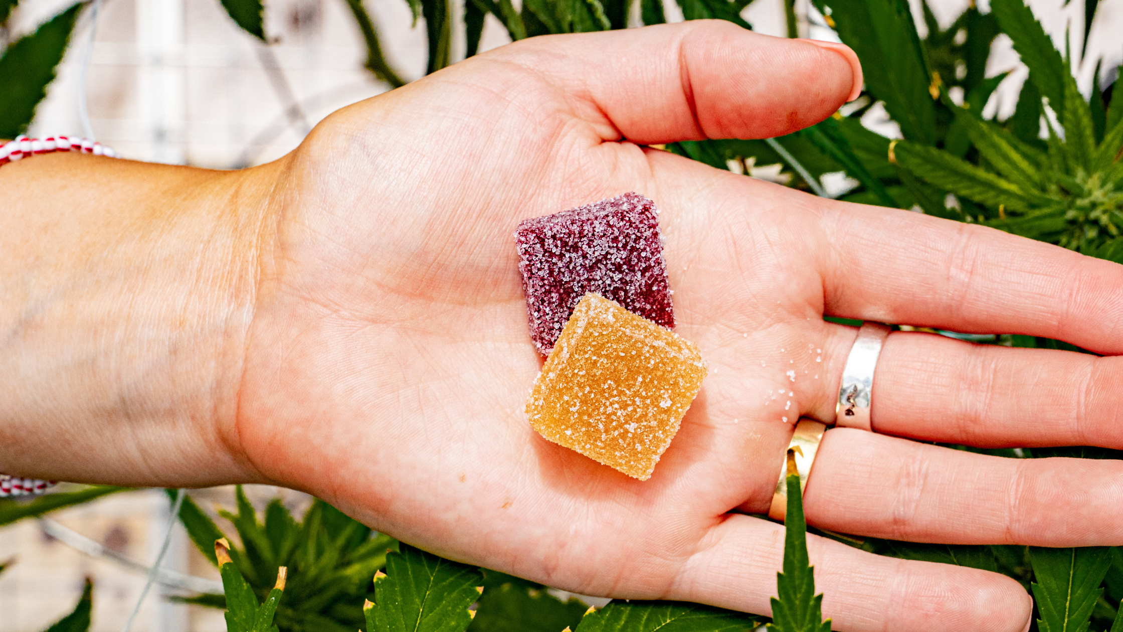What's the average shelf life of cannabis edibles?