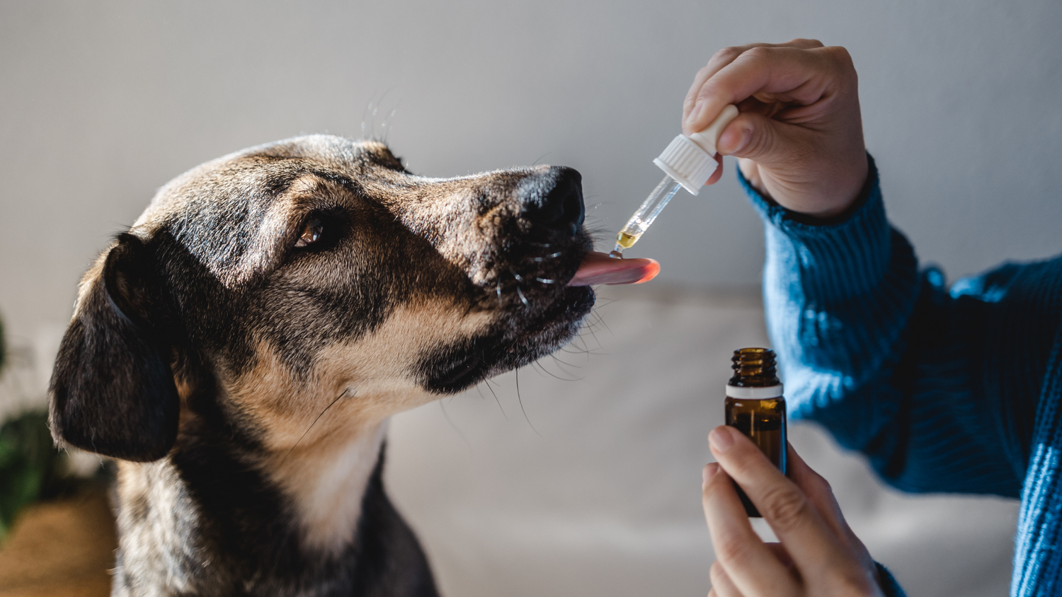 could-cannabidiol-keep-fido-safe-an-overview-on-using-cbd-for-pets